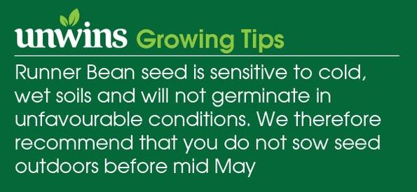 Runner Bean Streamline Seeds Unwins Growing Tips